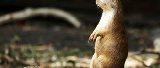 Photo: Prairie dog