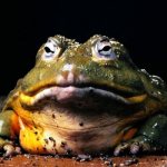 Photo: Goliath frog