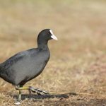 photo of a coot