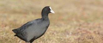 photo of a coot