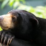 Photo: Malayan bear