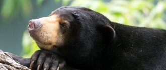 Photo: Malayan bear