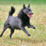 Photo of a small Belgian Shepherd