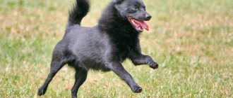 Photo of a small Belgian Shepherd