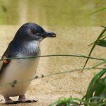 Photo: Little Penguin