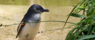 Photo: Little Penguin