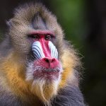 Photo: Mandrill