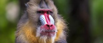 Photo: Mandrill