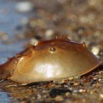 Photo: Horseshoe crab