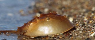 Photo: Horseshoe crab