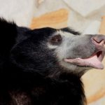 photo of sloth bear