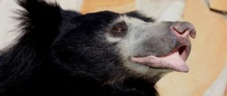 photo of sloth bear