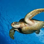 Photo: Sea turtle