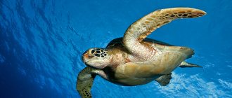 Photo: Sea turtle