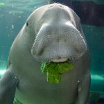 Photo: Sea cow