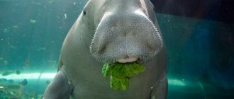 Photo: Sea cow