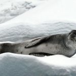 Photo: Leopard seal