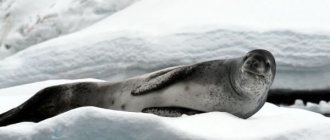 Photo: Leopard seal