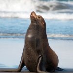 Photo: Sea Lion