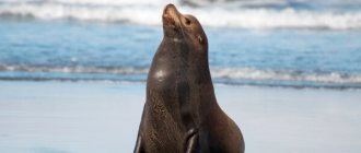 Photo: Sea Lion