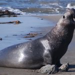 Photo: Elephant seal