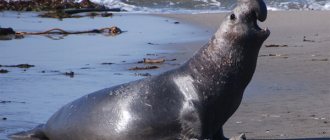 Photo: Elephant seal