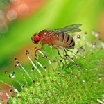 Photo: Drosophila fly