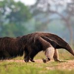 Photo: Anteater