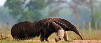 Photo: Anteater