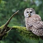 Photo: Tawny Owl