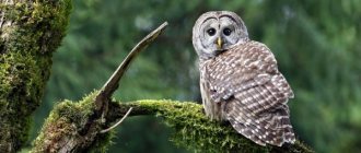 Photo: Tawny Owl