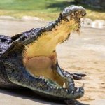 Photo: Nile crocodile