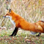 Photo: Common fox