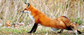 Photo: Common fox