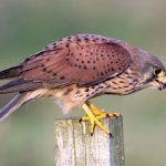 Photo: Common kestrel