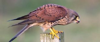 Photo: Common kestrel