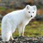 photo of a common arctic fox