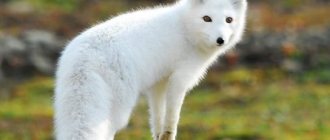 photo of a common arctic fox