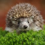 Photo: Common hedgehog