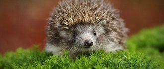 Photo: Common hedgehog