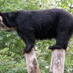 Photo: Spectacled bear