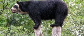 Photo: Spectacled bear