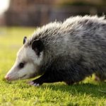 Photo: Possum