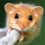 Photo: Hazel Dormouse