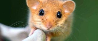 Photo: Hazel Dormouse