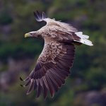 Photo: White-tailed eagle