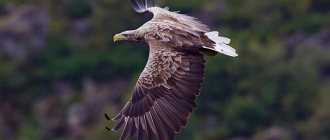 Photo: White-tailed eagle