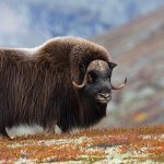 Photo: Muskox