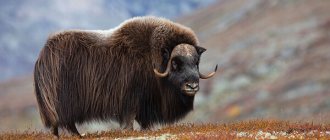 Photo: Muskox