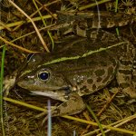 Photo: Lake frog